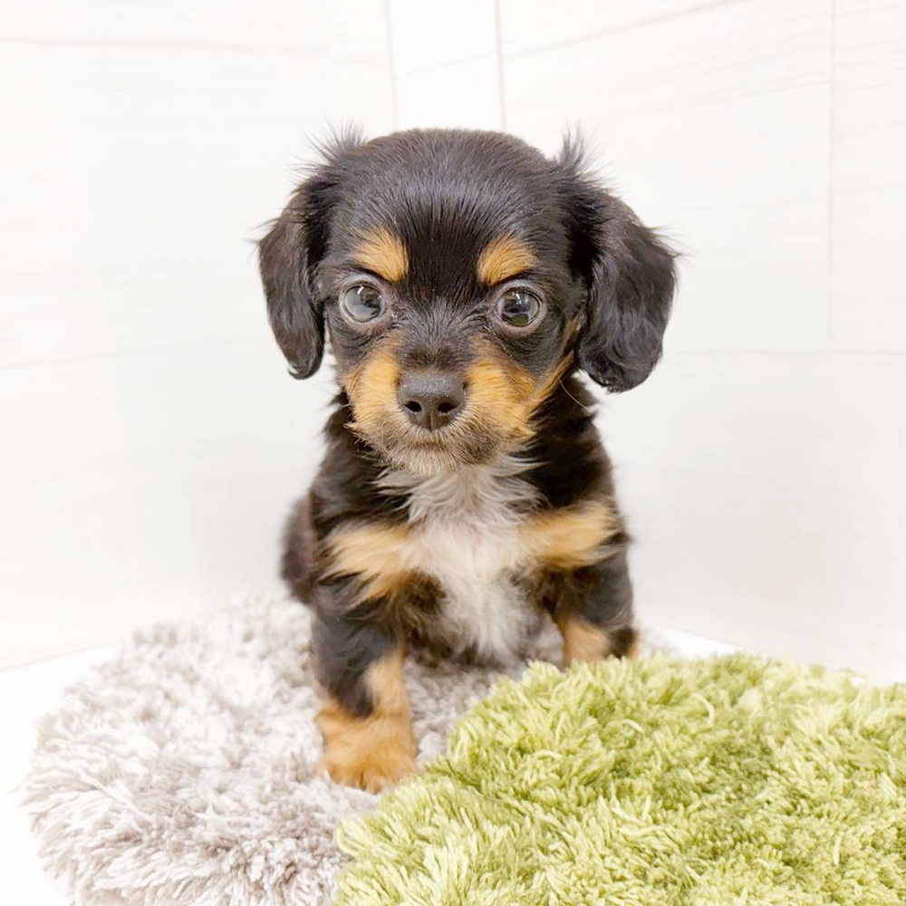 石川県のチワックス(チワワ×ダックス) (犬の家＆猫の里アミーゴ金沢おこばた店/2026年5月4日生まれ/男の子/ブラックタン)の子犬の3枚目の画像