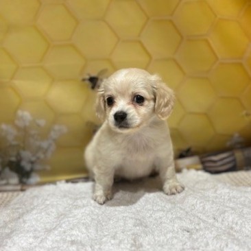 福岡県のチワックス(チワワ×ダックス) (犬の家＆猫の里トリアス久山店/2026年5月4日生まれ/男の子/イエロー)の子犬の3枚目の画像
