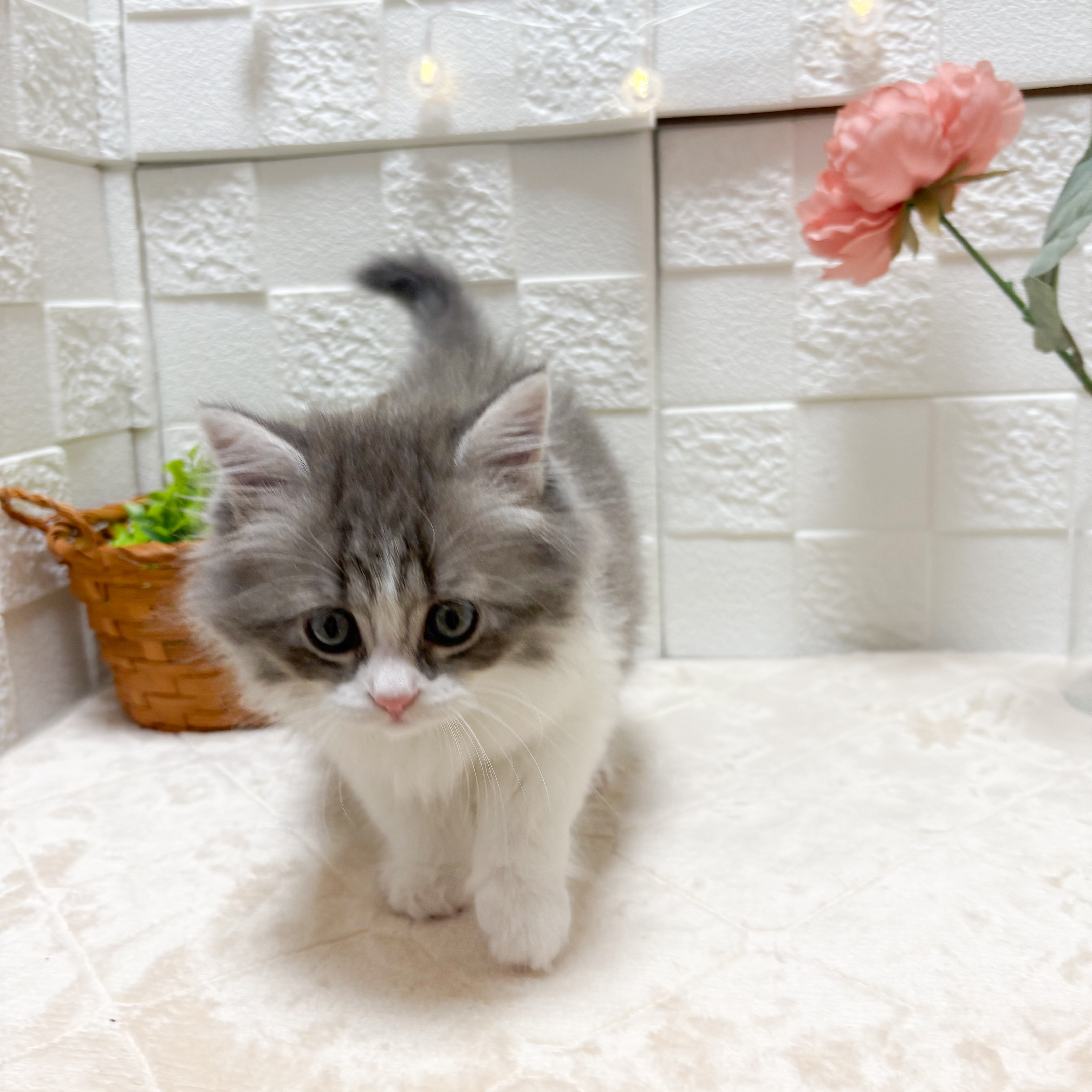 東京都のミヌエット (犬の家＆猫の里ペットフォレスト小平店/2026年5月1日生まれ/女の子/ブルータビーホワイト)の子猫の3枚目の画像