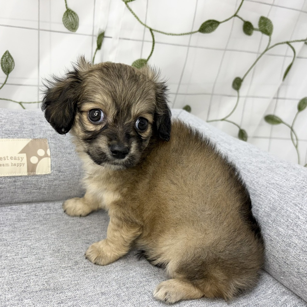長野県のチワックス(チワワ×ダックス) (犬の家＆猫の里塩尻店/2026年5月4日生まれ/女の子/レッド)の子犬の3枚目の画像