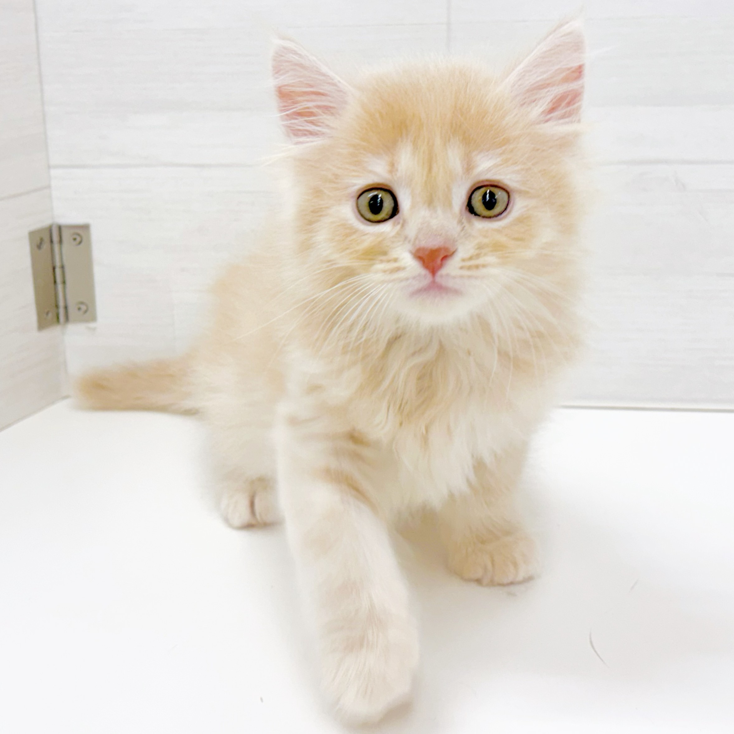石川県のマンチカン (犬の家＆猫の里アミーゴ金沢おこばた店/2026年5月5日生まれ/男の子/クリーム)の子猫の3枚目の画像