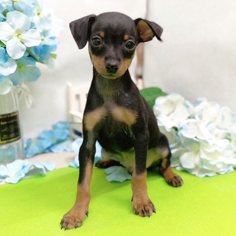 静岡県のミニチュアピンシャー (犬の家＆猫の里藤枝店/2026年5月3日生まれ/男の子/ブラックタン)の子犬の3枚目の画像