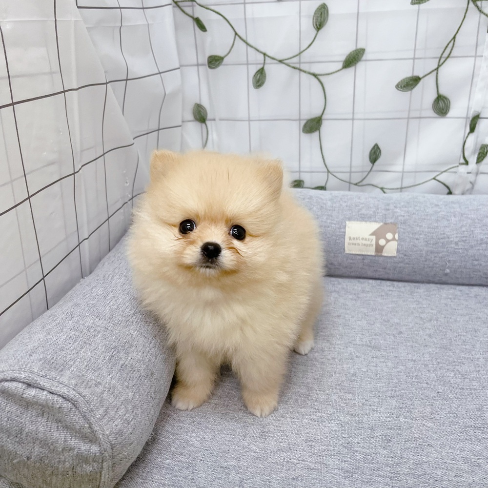 長野県のポメラニアン (犬の家＆猫の里塩尻店/2026年5月4日生まれ/女の子/クリーム)の子犬の3枚目の画像