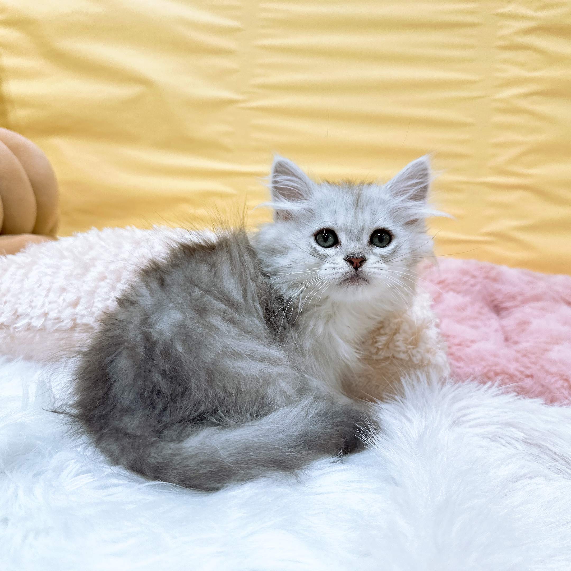 神奈川県のミヌエット (犬の家＆猫の里元住吉ブレーメン通り店/2026年5月4日生まれ/男の子/シルバータビー)の子猫の3枚目の画像