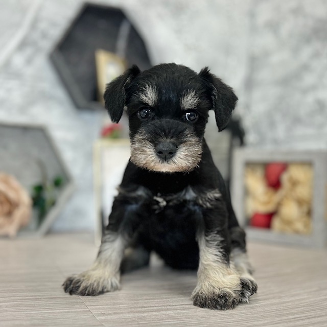 千葉県のミニチュアシュナウザー (犬の家＆猫の里ワンズモール稲毛店/2026年5月5日生まれ/女の子/ブラックシルバー)の子犬の3枚目の画像