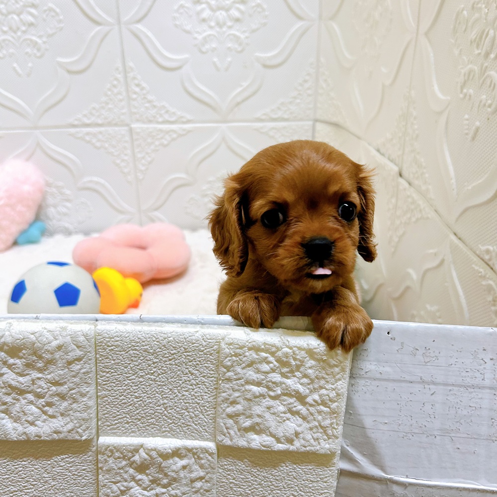 愛知県のキャバリアキングチャールズスパニエル (犬の家＆猫の里岡崎店/2026年5月1日生まれ/女の子/ルビー)の子犬の3枚目の画像