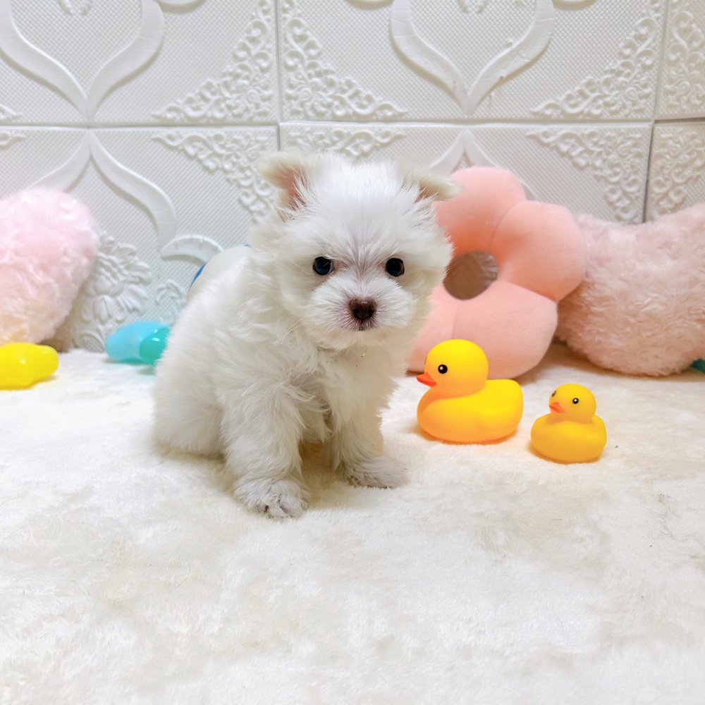 愛知県のポメマル/マルポメ(ポメラニアン×マルチーズ) (犬の家＆猫の里岡崎店/2026年5月4日生まれ/男の子/ホワイトクリーム)の子犬の3枚目の画像