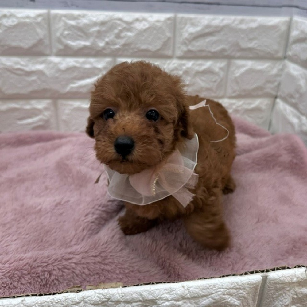 静岡県のトイプードル(トイ) (犬の家＆猫の里アミーゴ浜松和田店/2026年5月5日生まれ/男の子/レッド)の子犬の3枚目の画像