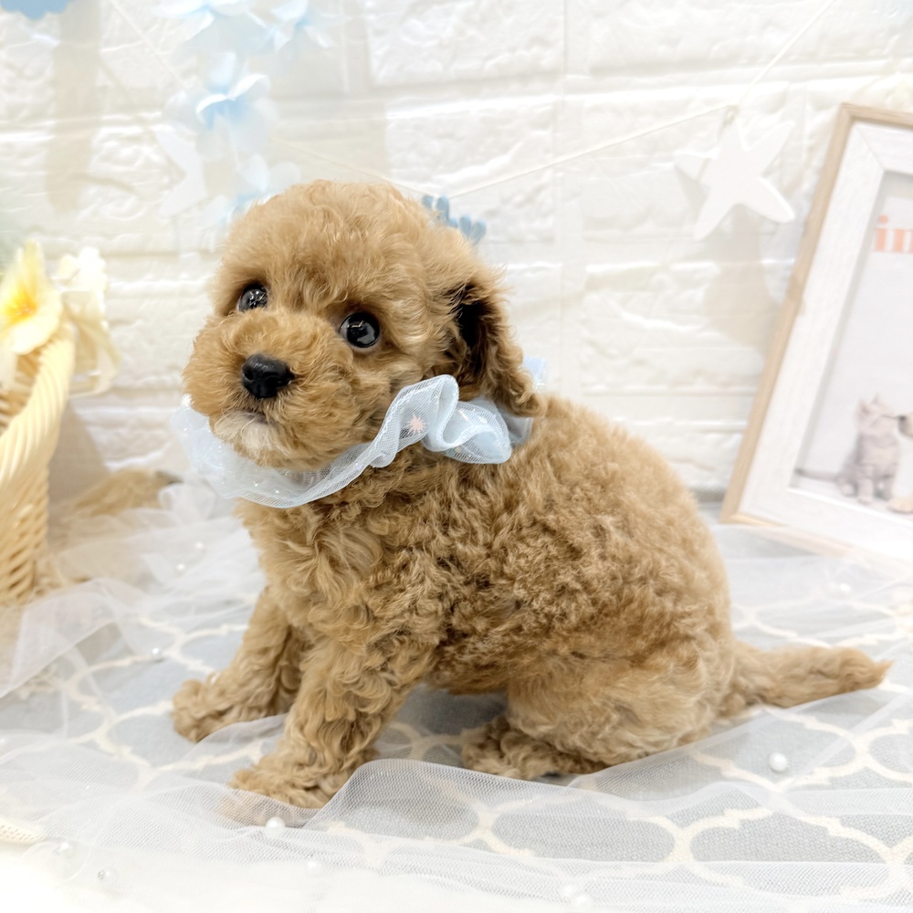 静岡県のトイプードル(トイ) (犬の家＆猫の里富士店/2026年5月4日生まれ/男の子/レッド)の子犬の3枚目の画像