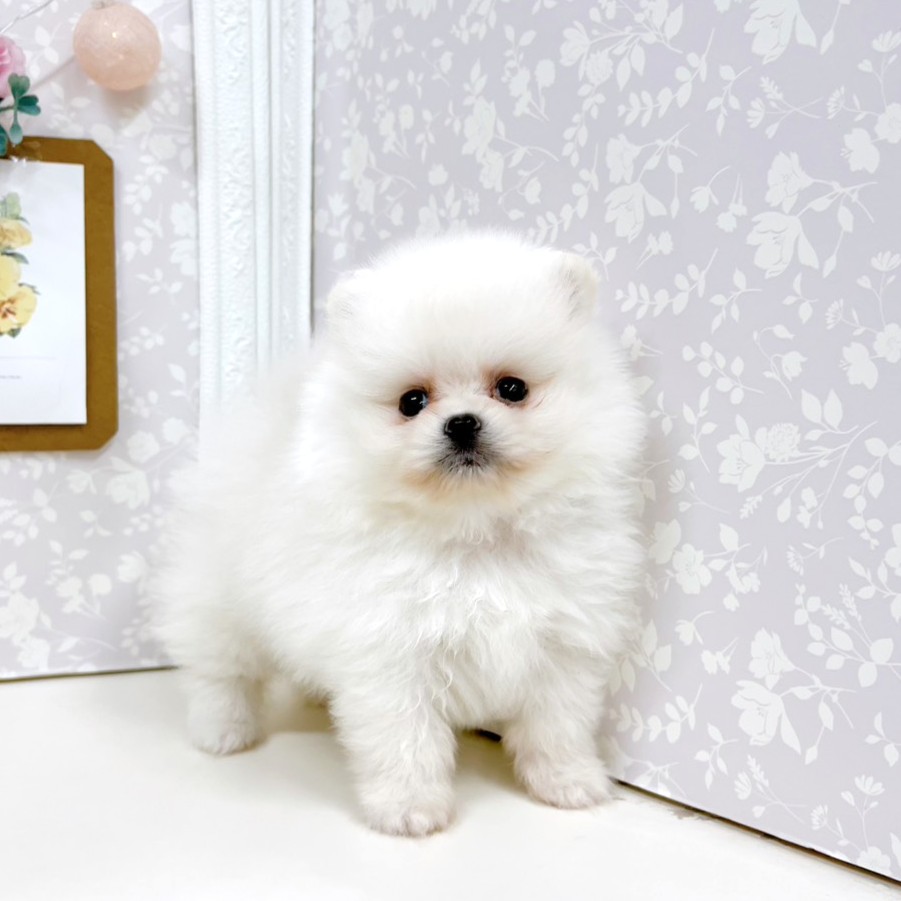 富山県のポメラニアン (犬の家＆猫の里アミーゴ高岡蓮花寺店/2026年5月2日生まれ/女の子/ホワイト)の子犬の3枚目の画像