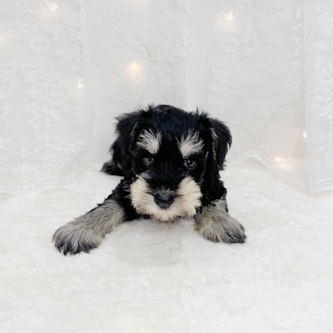 千葉県のミニチュアシュナウザー (犬の家＆猫の里BIGHOPガーデンモール印西店/2026年5月4日生まれ/男の子/ブラックシルバー)の子犬の1枚目の画像