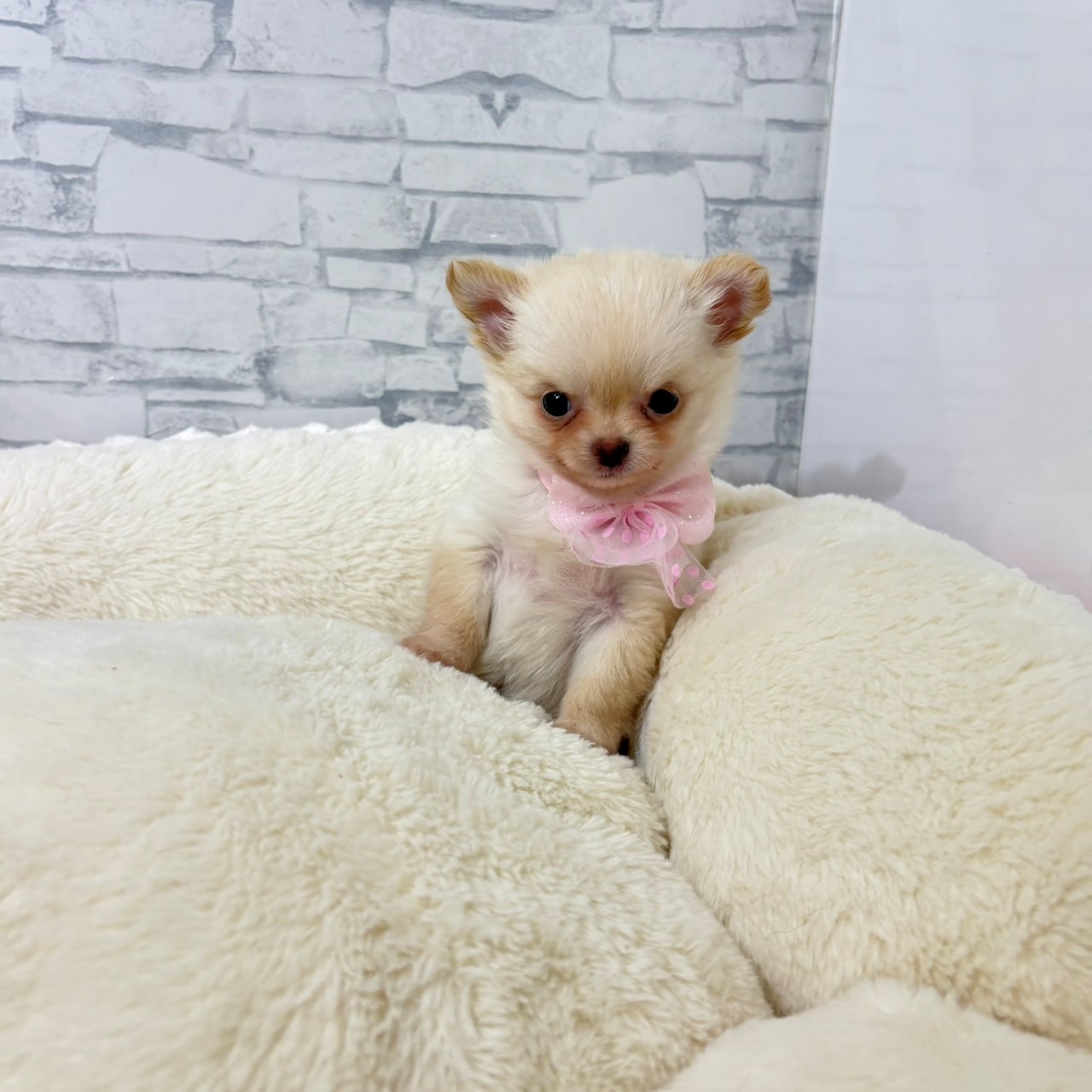長野県のチワワ(ロング) (犬の家＆猫の里長野店/2026年5月5日生まれ/女の子/クリーム)の子犬の3枚目の画像