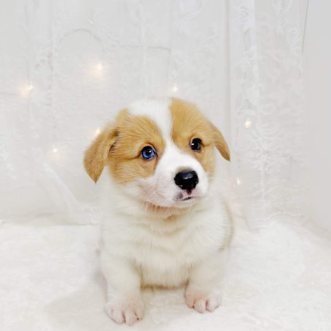 千葉県のウェルシュコーギーペンブローク (犬の家＆猫の里BIGHOPガーデンモール印西店/2026年5月3日生まれ/男の子/レッドホワイト)の子犬の3枚目の画像
