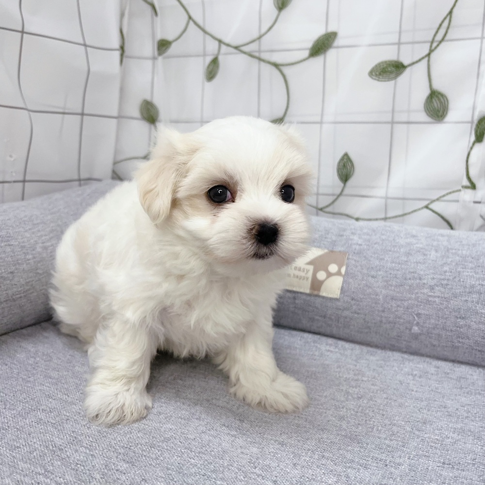 長野県のマルチーズ (犬の家＆猫の里塩尻店/2026年5月4日生まれ/女の子/ホワイト)の子犬の3枚目の画像