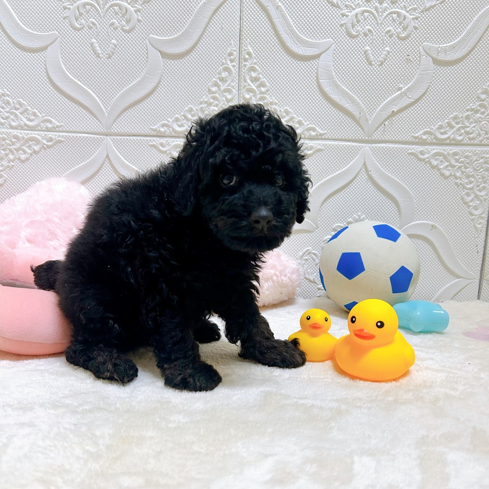 愛知県のトイプードル(トイ) (犬の家＆猫の里岡崎店/2026年5月4日生まれ/男の子/ブラック)の子犬の3枚目の画像