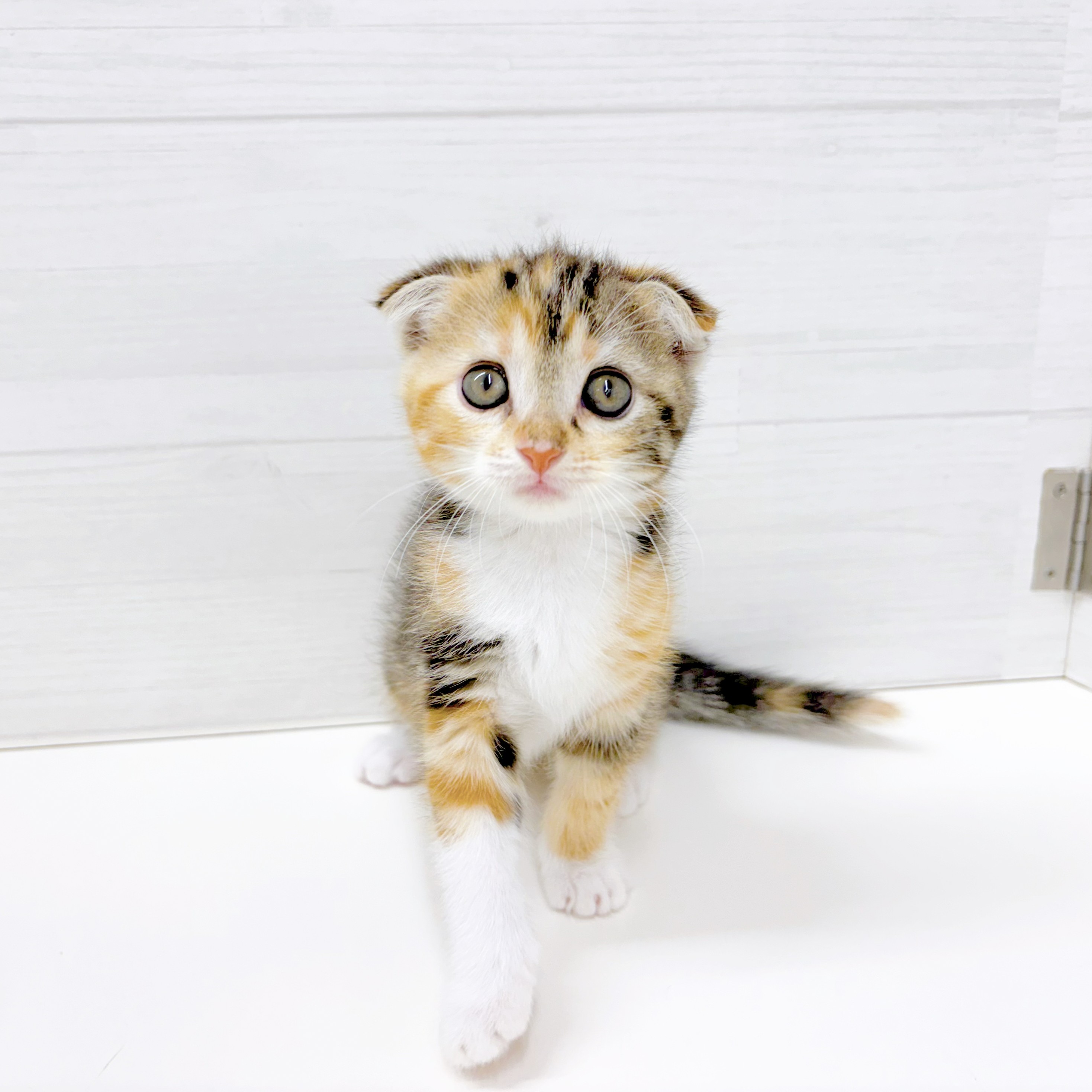 石川県のスコティッシュフォールド (犬の家＆猫の里アミーゴ金沢おこばた店/2026年5月4日生まれ/女の子/キャリコ)の子猫の3枚目の画像