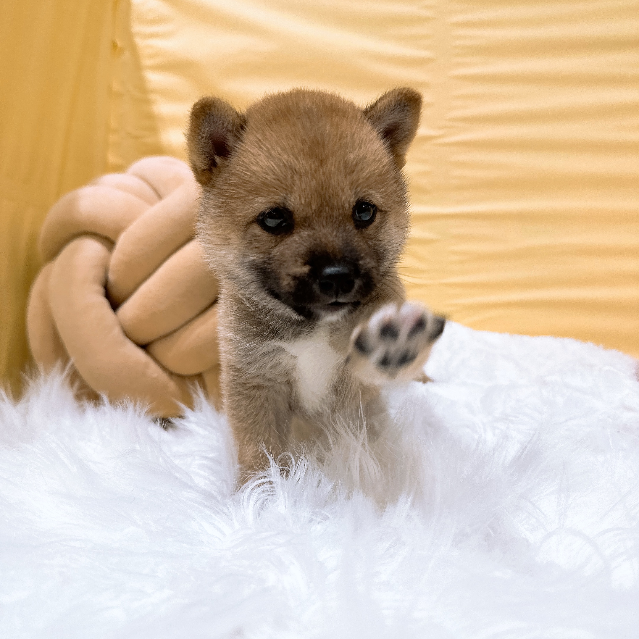 生体画像３