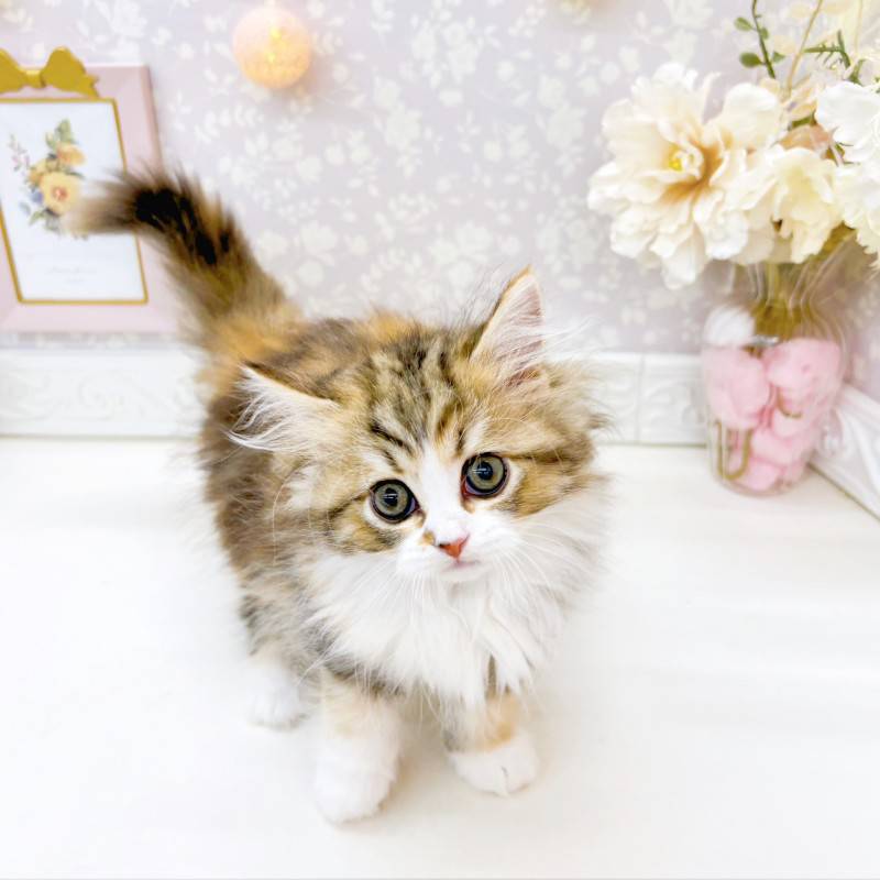 富山県のミヌエット (犬の家＆猫の里富山店/2026年5月5日生まれ/女の子/キャリコ)の子猫の3枚目の画像