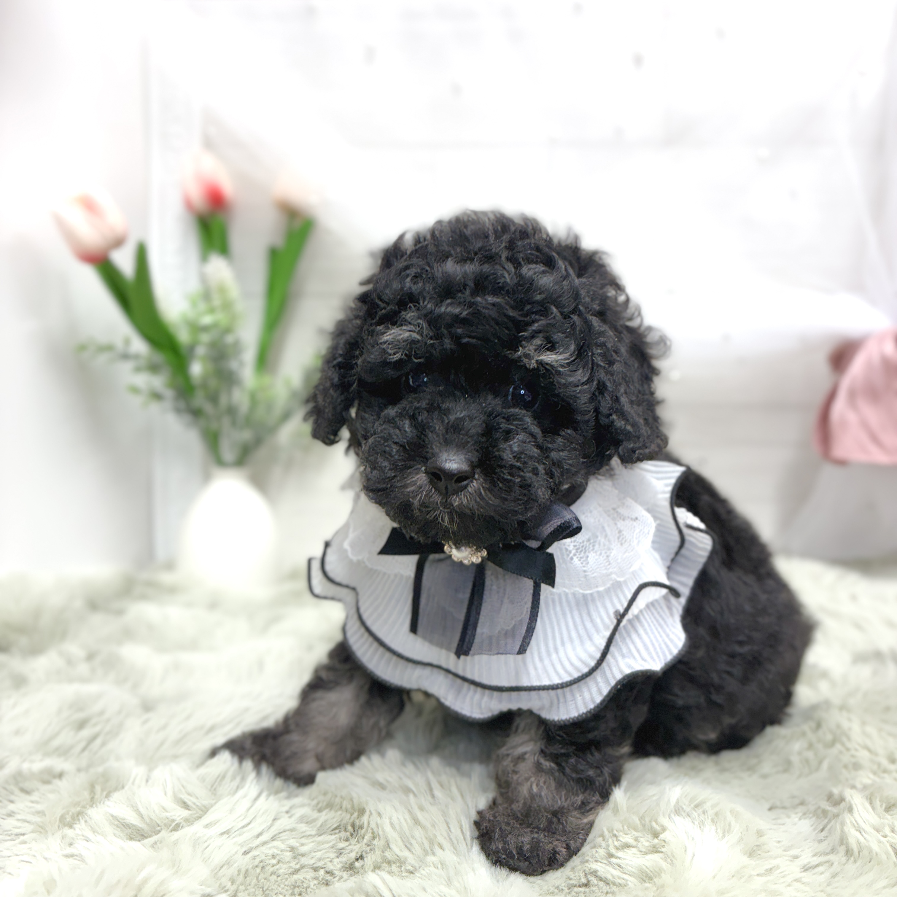神奈川県のトイプードル(トイ) (犬の家＆猫の里相模原店/2026年5月4日生まれ/女の子/ブラックタン)の子犬の3枚目の画像