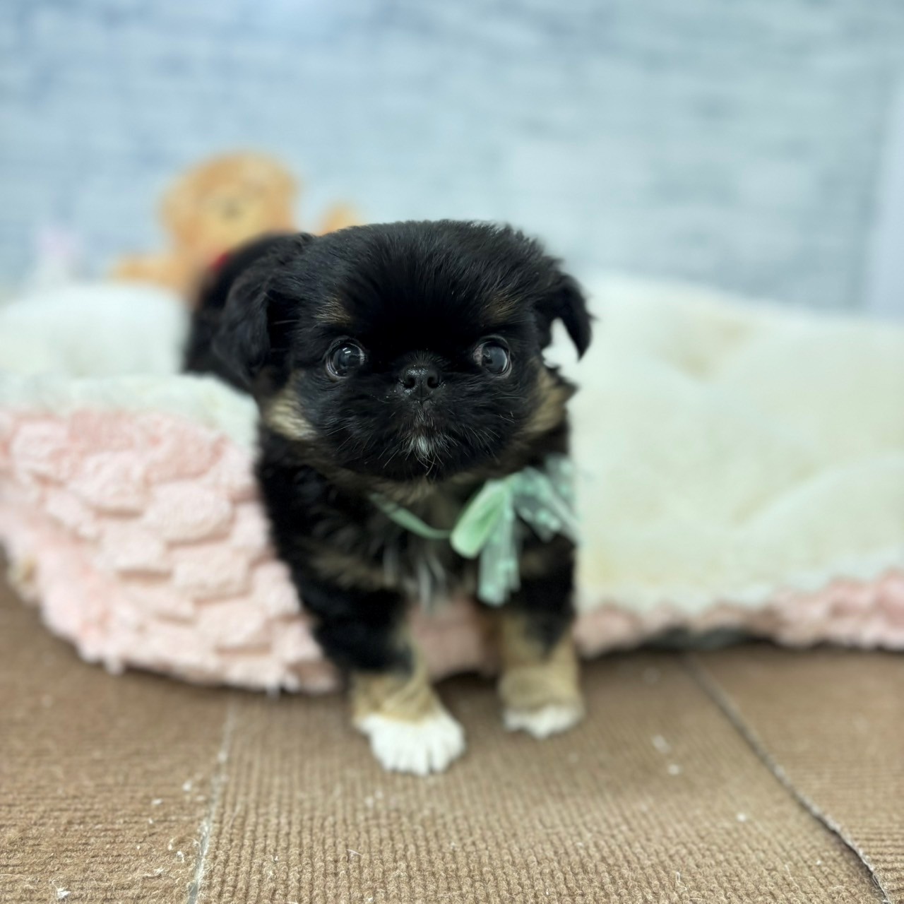 長野県のチワペキ/ペキチー/ペキチワ(チワワ×ペキニーズ) (犬の家＆猫の里長野店/2026年5月3日生まれ/男の子/ブラックタンホワイト)の子犬の3枚目の画像