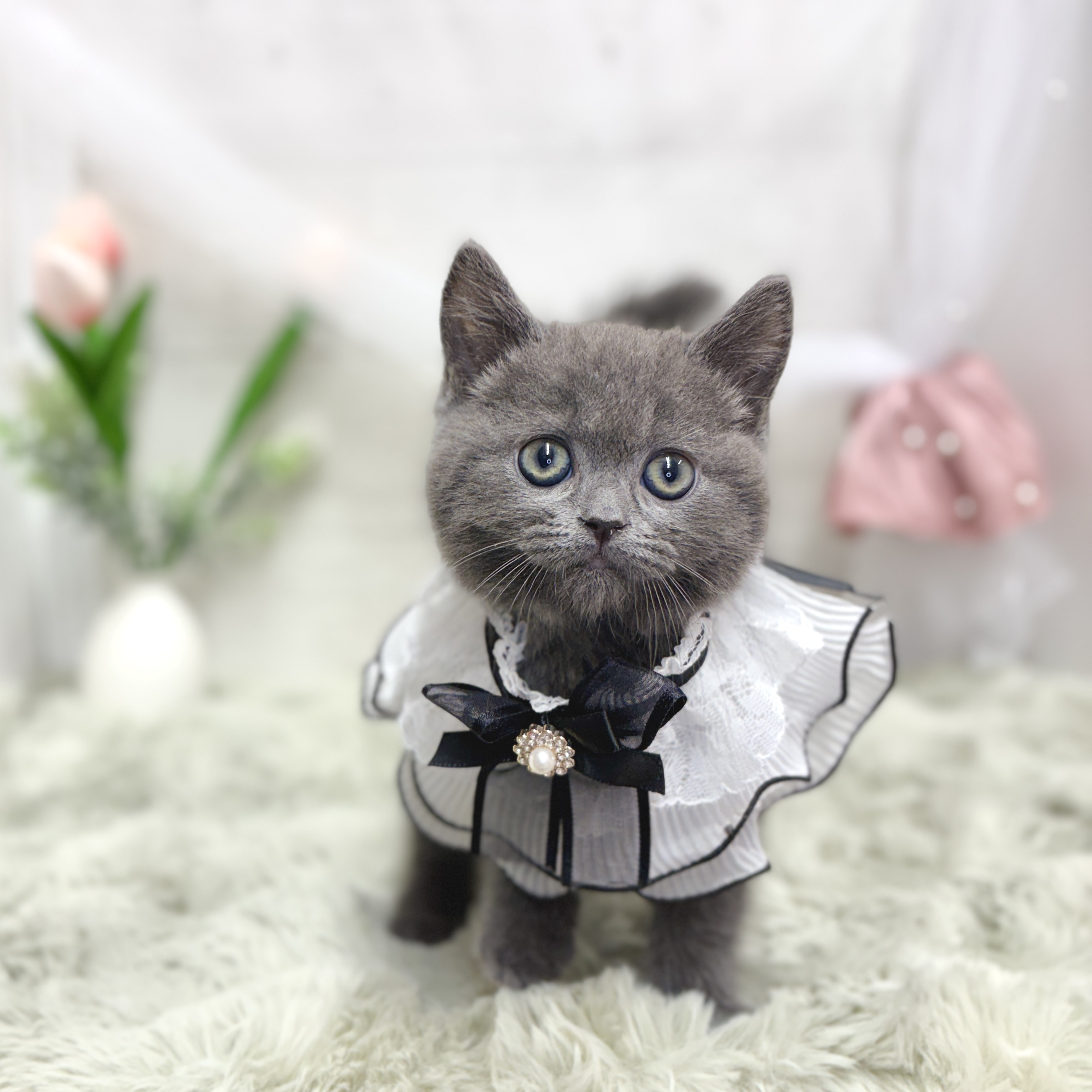 神奈川県のブリティッシュショートヘアー (犬の家＆猫の里相模原店/2026年5月5日生まれ/男の子/ブルー)の子猫の3枚目の画像