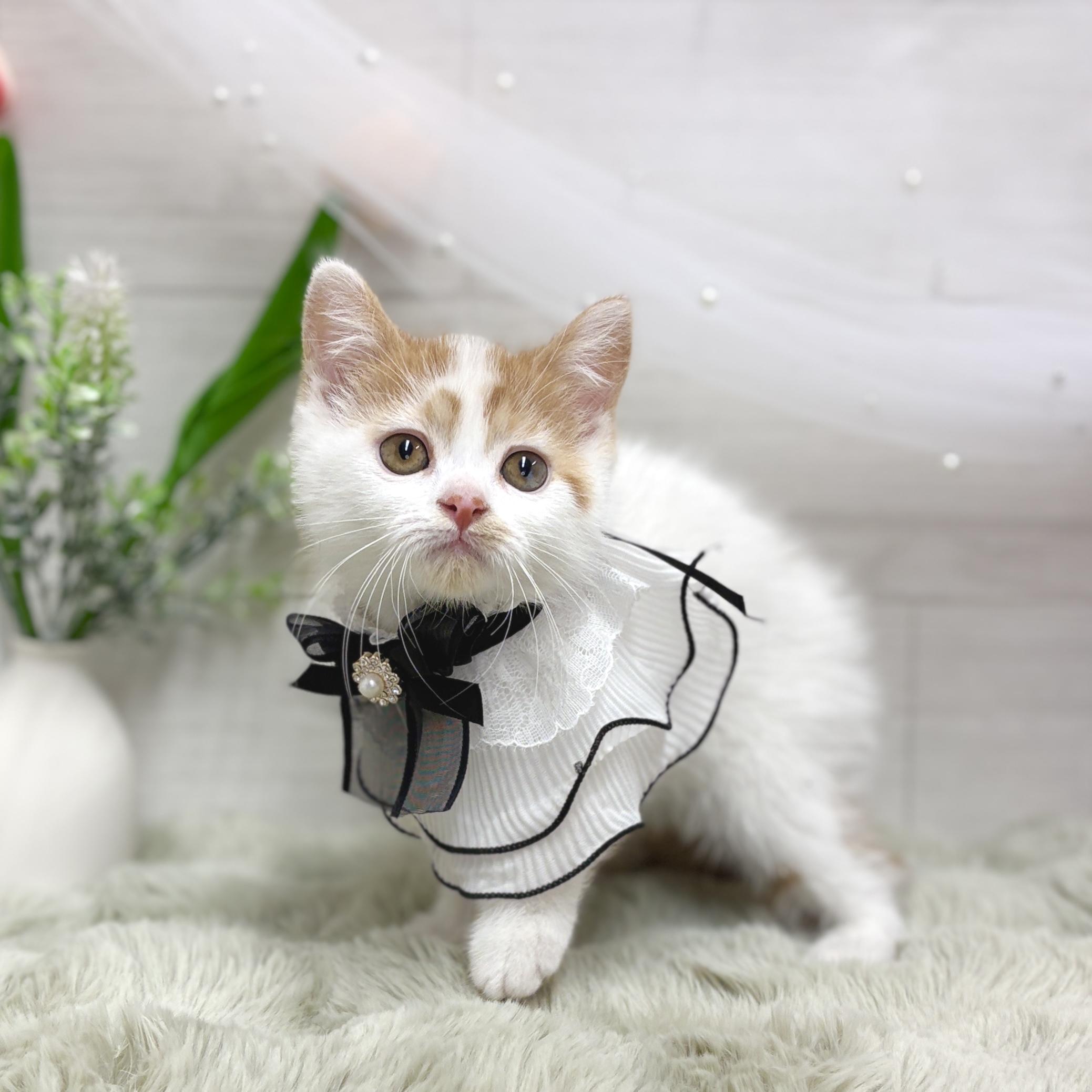 神奈川県のスコティッシュフォールド (犬の家＆猫の里相模原店/2026年5月1日生まれ/男の子/レッドタビーホワイト)の子猫の3枚目の画像