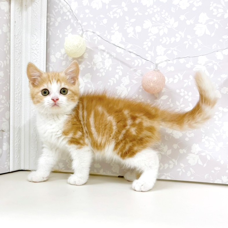 富山県のスコティッシュフォールド (犬の家＆猫の里アミーゴ高岡蓮花寺店/2026年5月3日生まれ/女の子/レッドタビーホワイト)の子猫の3枚目の画像