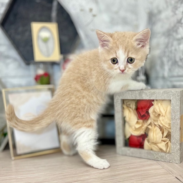 千葉県のスコティッシュフォールド (犬の家＆猫の里ワンズモール稲毛店/2026年5月2日生まれ/男の子/クリームホワイト)の子猫の3枚目の画像