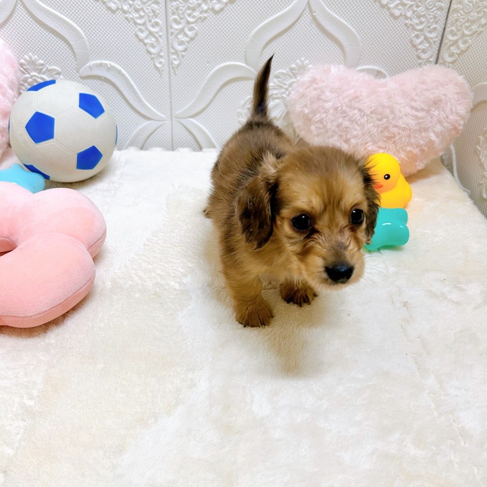 愛知県のミニチュアダックスフンド(ロング) (犬の家＆猫の里岡崎店/2026年5月3日生まれ/男の子/レッド)の子犬の3枚目の画像