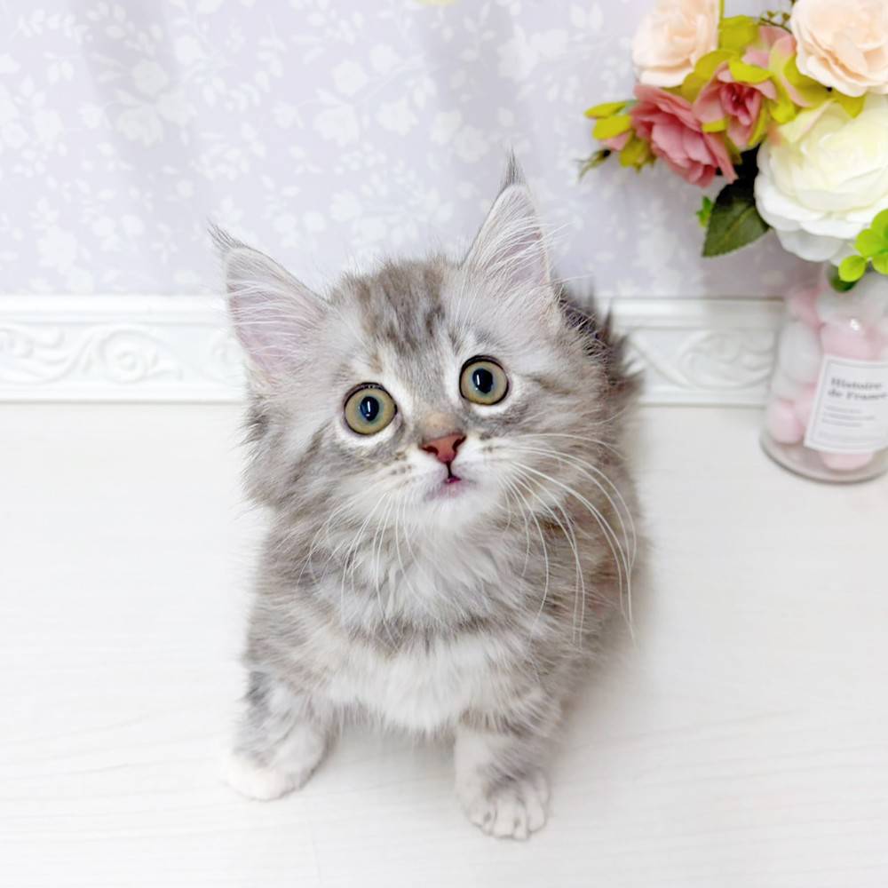 富山県のマンチカン (犬の家＆猫の里アミーゴ山室店/2026年5月4日生まれ/女の子/シルバーパッチドタビー)の子猫の3枚目の画像