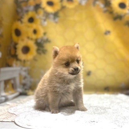 福岡県のポメ柴/豆ポメ/ポメ豆柴(ポメラニアン×柴犬) (犬の家＆猫の里トリアス久山店/2026年5月2日生まれ/男の子/赤)の子犬の3枚目の画像