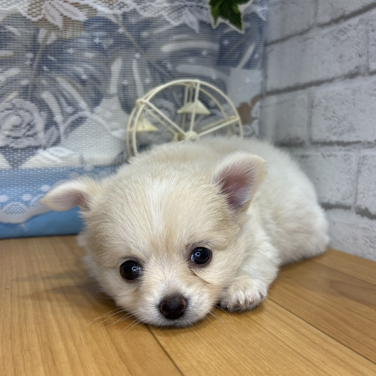 長野県のポメチワ/チワポメ/ポメチー(ポメラニアン×チワワ) (犬の家＆猫の里カインズ梓川店/2026年5月4日生まれ/女の子/クリームホワイト)の子犬の3枚目の画像