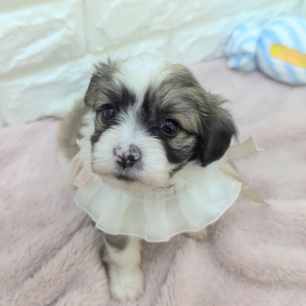 静岡県のハーフ犬・ミックス犬 (犬の家＆猫の里アミーゴ浜松和田店/2026年5月5日生まれ/女の子/ホワイトブラウン)の子犬の3枚目の画像