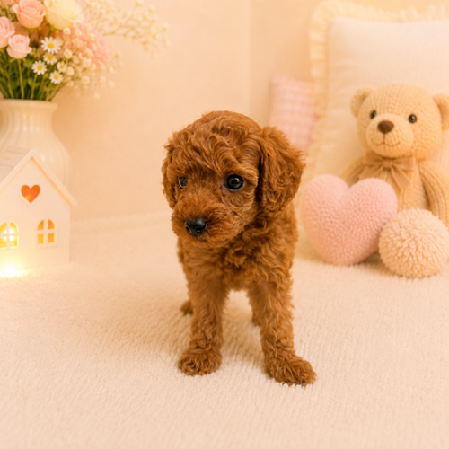 愛知県のトイプードル(トイ) (犬の家＆猫の里豊川インター店/2026年5月5日生まれ/男の子/レッド)の子犬の3枚目の画像