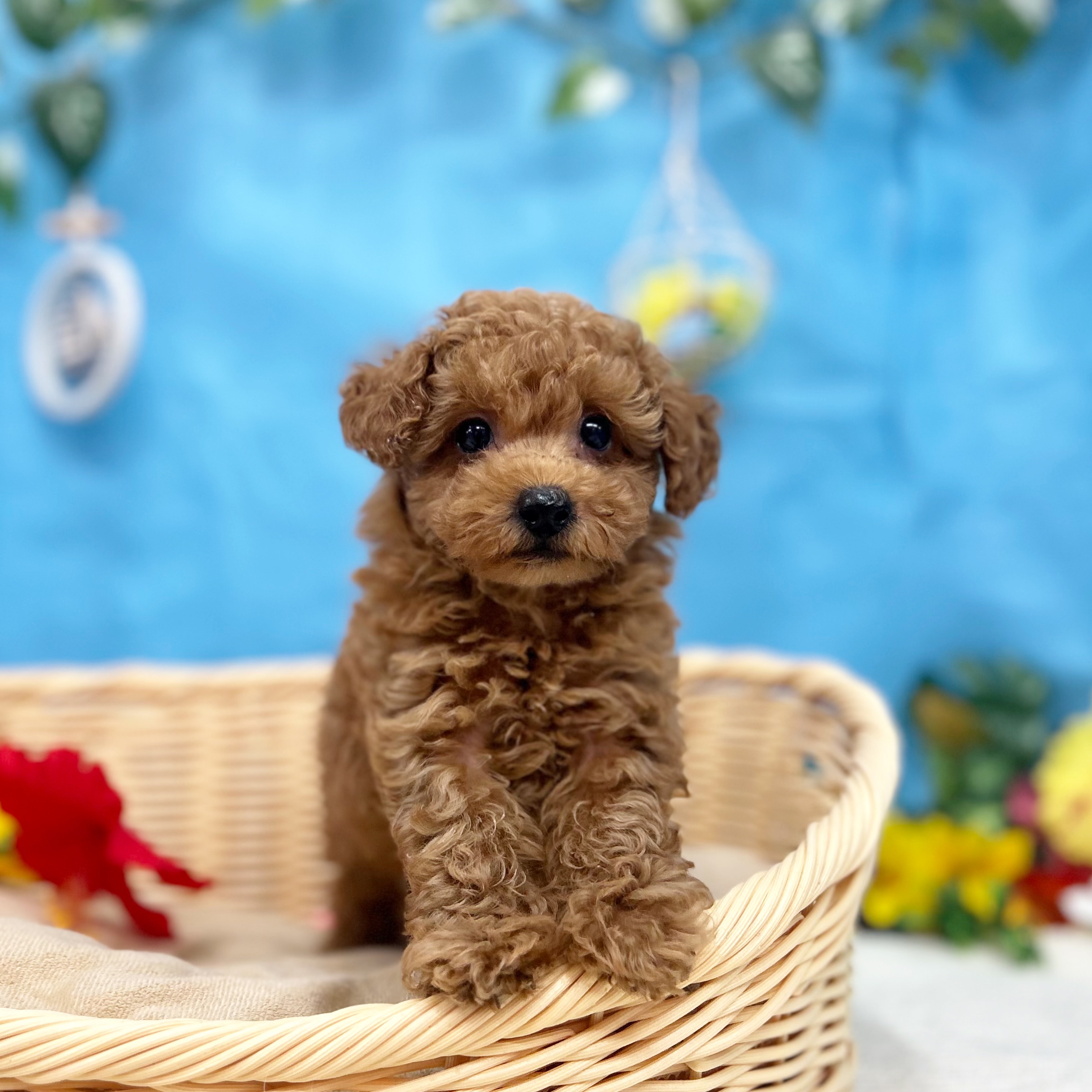 岐阜県のトイプードル(トイ) (犬の家＆猫の里岐南店/2026年5月5日生まれ/男の子/レッドフォーン)の子犬の3枚目の画像