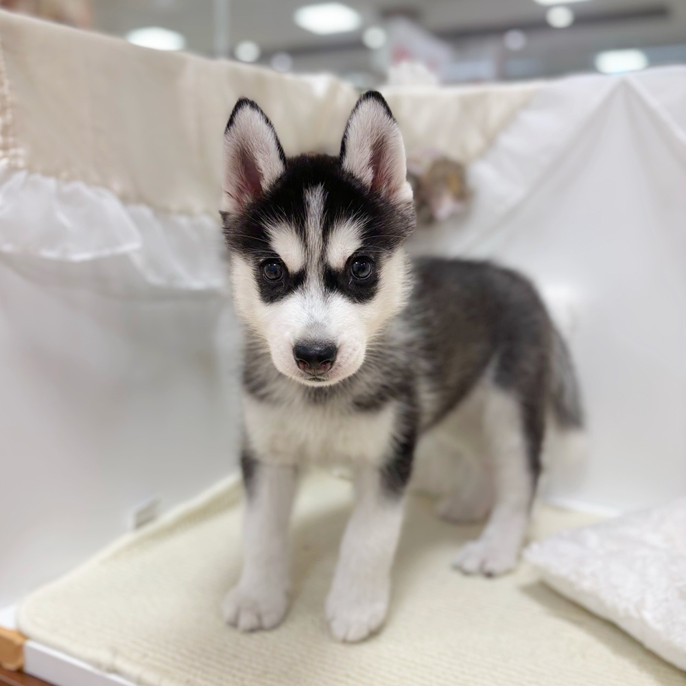 岐阜県のシベリアンハスキー (犬の家＆猫の里カラフルタウン岐阜店/2026年5月4日生まれ/女の子/ブラックホワイト)の子犬の3枚目の画像