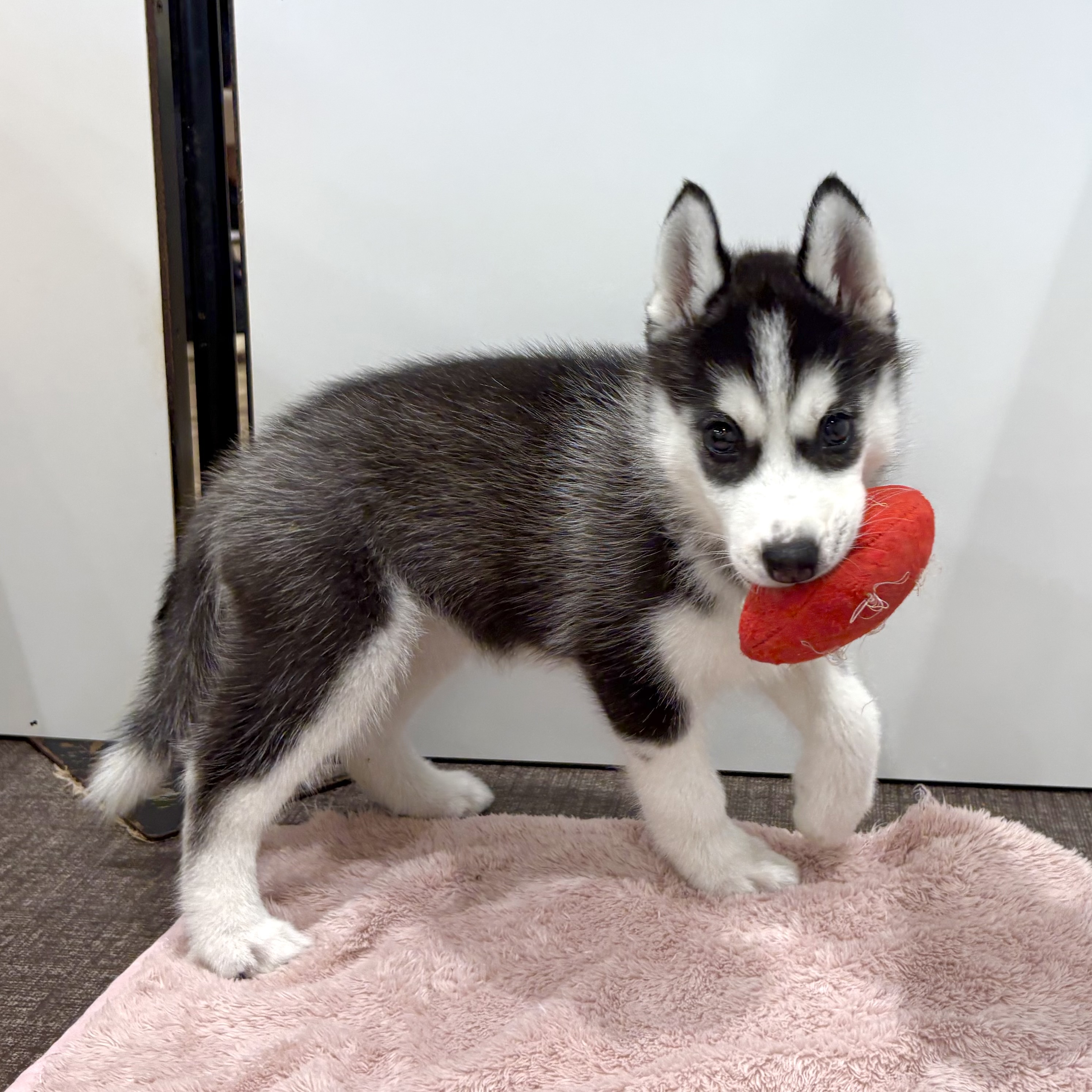 大阪府のシベリアンハスキー (犬の家＆猫の里そよら東岸和田店/2026年5月4日生まれ/女の子/ブラックホワイト)の子犬の3枚目の画像