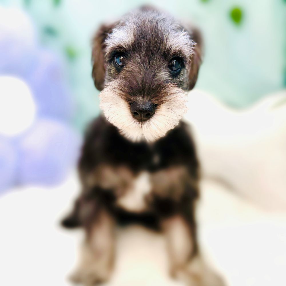 愛知県のミニチュアシュナウザー (犬の家＆猫の里愛知刈谷店/2026年5月4日生まれ/女の子/ソルトペッパー)の子犬の1枚目の画像
