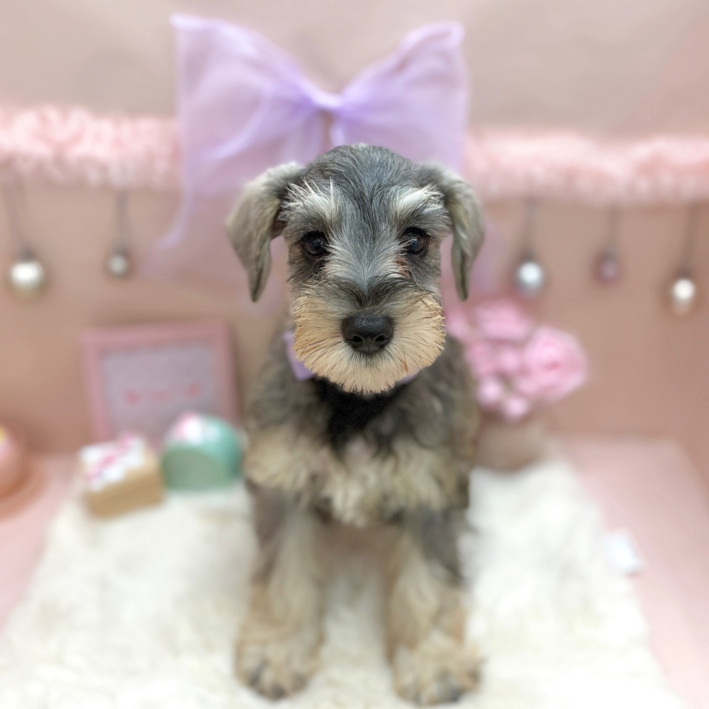 福井県のミニチュアシュナウザー (犬の家＆猫の里アミーゴ福井大和田店/2026年5月4日生まれ/女の子/ソルトペッパー)の子犬の3枚目の画像