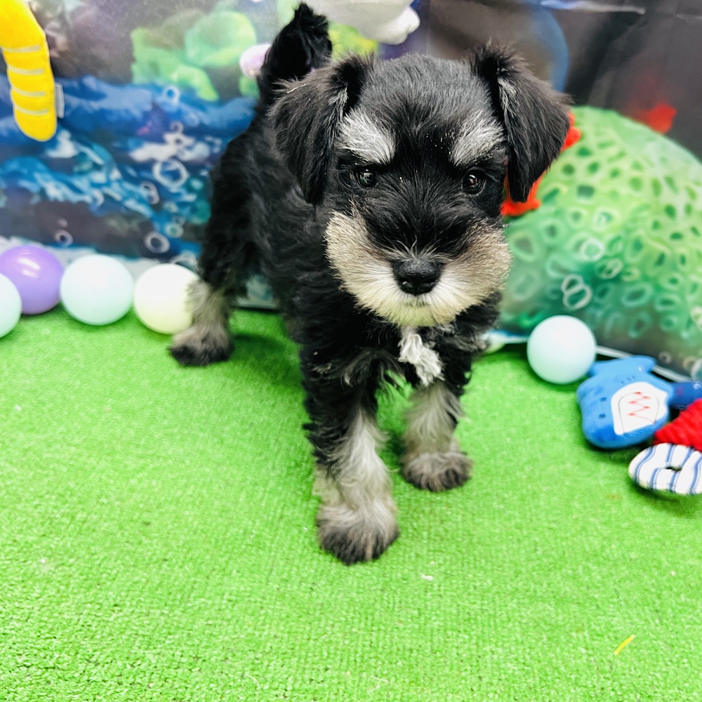 愛知県のミニチュアシュナウザー (犬の家＆猫の里名古屋天白店/2026年5月4日生まれ/女の子/ブラックシルバー)の子犬の3枚目の画像