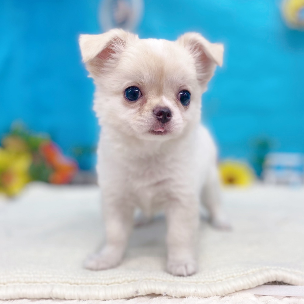 岐阜県のチワワ(ロング) (犬の家＆猫の里岐南店/2026年5月6日生まれ/女の子/クリームホワイト)の子犬の3枚目の画像