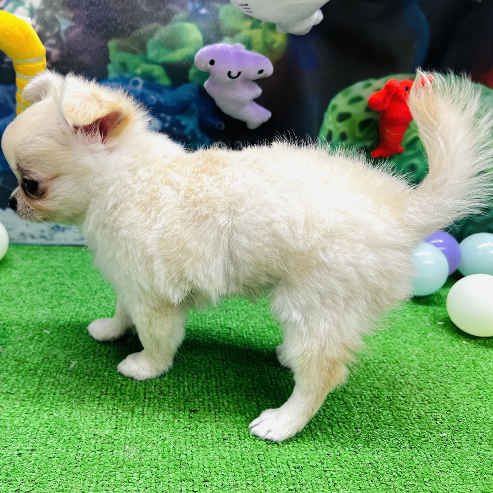 愛知県のチワワ(ロング) (犬の家＆猫の里名古屋天白店/2026年5月6日生まれ/女の子/クリームホワイト)の子犬の3枚目の画像