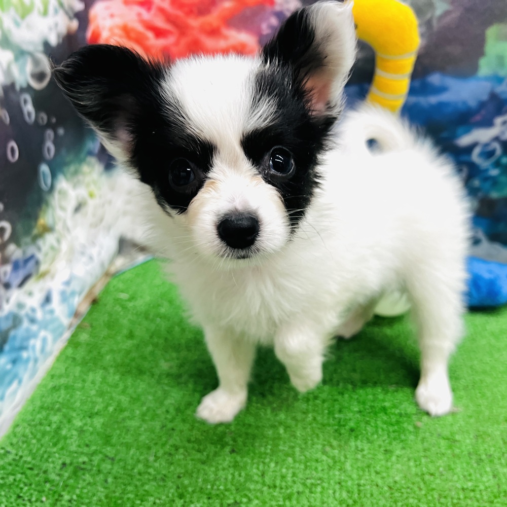 愛知県のパピヨン (犬の家＆猫の里名古屋天白店/2026年5月5日生まれ/男の子/トライカラー)の子犬の3枚目の画像
