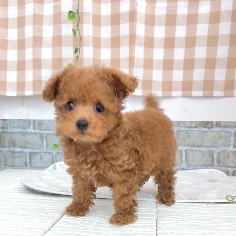 愛知県のトイプードル(タイニー) (犬の家＆猫の里碧南店/2026年5月1日生まれ/男の子/オレンジフォーン)の子犬の3枚目の画像