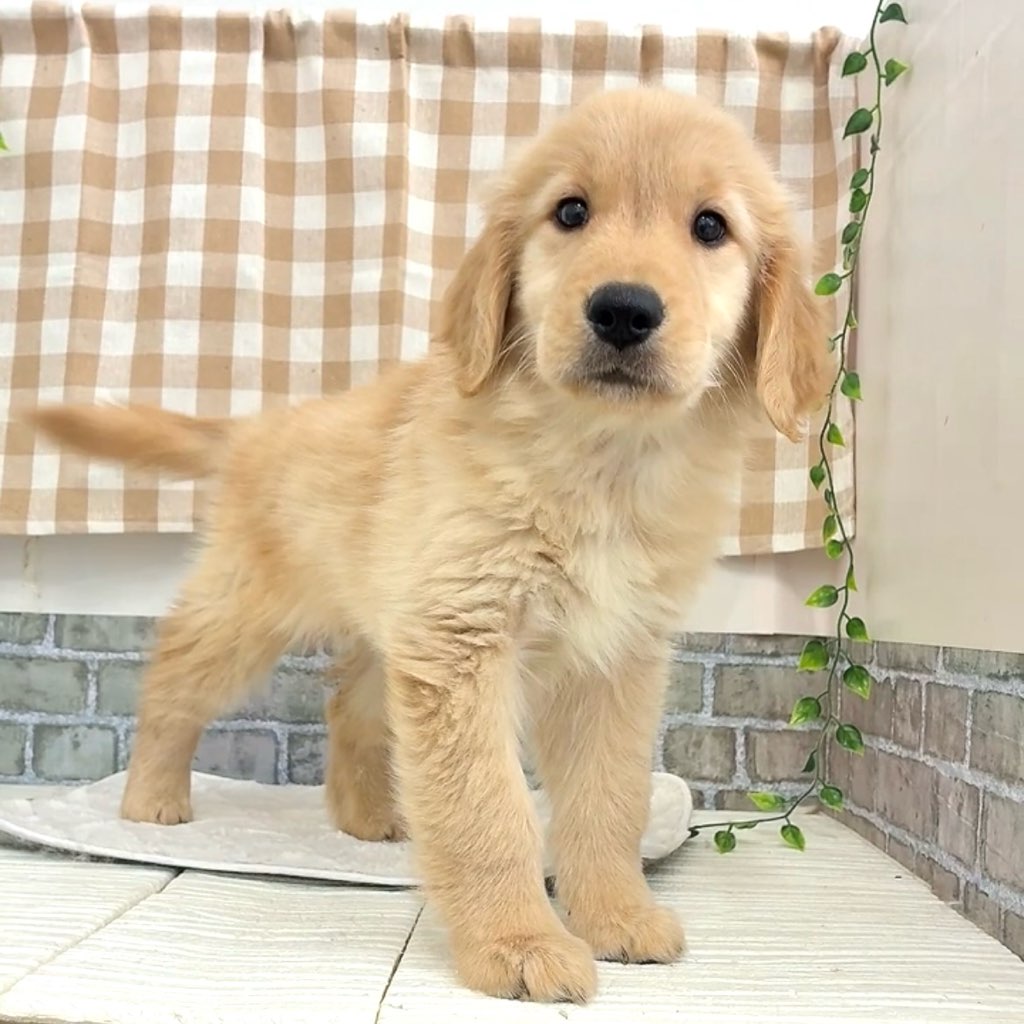 愛知県のゴールデンレトリバー (犬の家＆猫の里碧南店/2026年5月5日生まれ/女の子/ゴールデン)の子犬の3枚目の画像