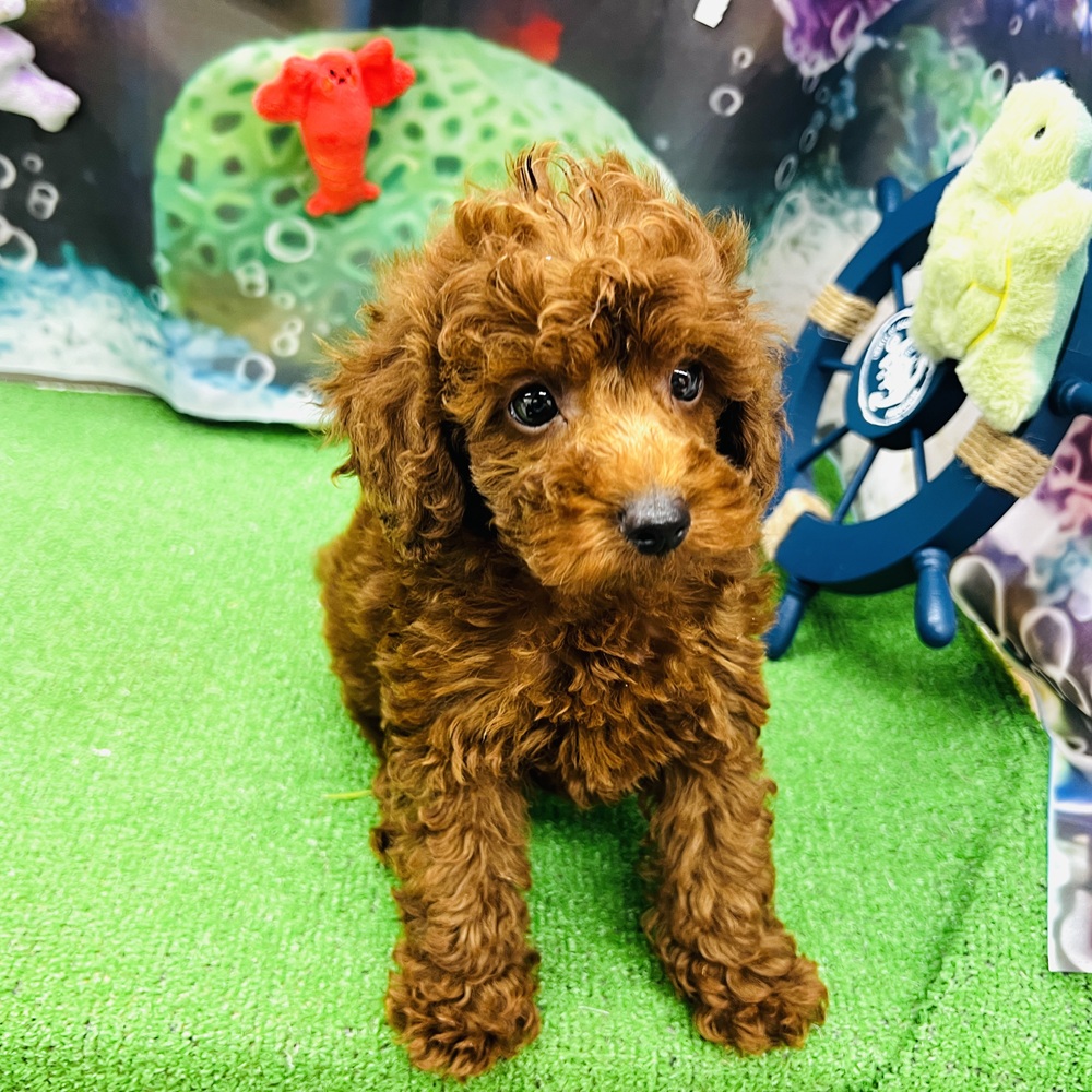 愛知県のトイプードル(トイ) (犬の家＆猫の里名古屋天白店/2026年5月5日生まれ/男の子/レッドフォーン)の子犬の3枚目の画像