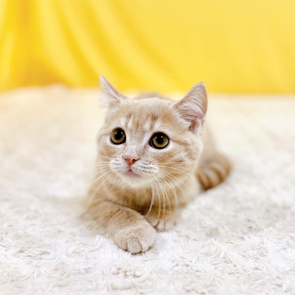 愛知県のマンチカン (犬の家＆猫の里一宮店/2026年5月2日生まれ/男の子/クリームタビー)の子猫の3枚目の画像