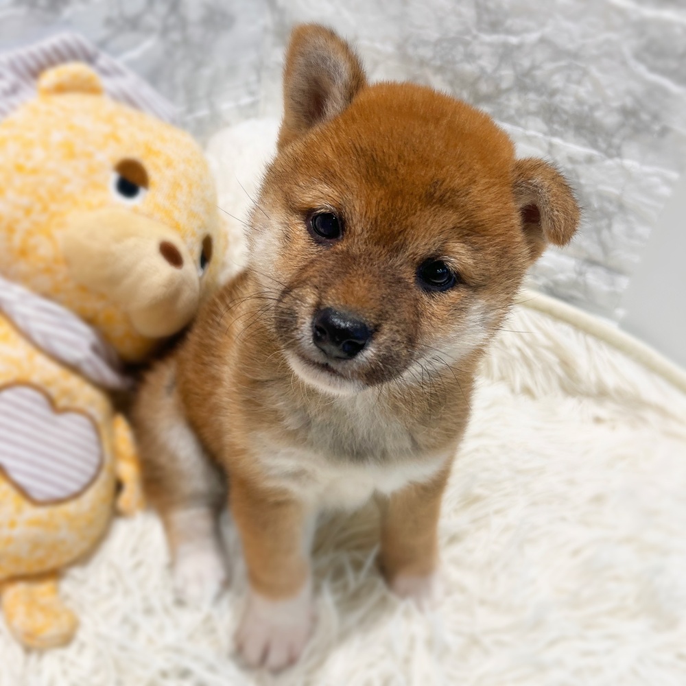 愛知県の柴犬(標準サイズ) (犬の家＆猫の里MiO香久山店/2026年5月5日生まれ/女の子/赤)の子犬の3枚目の画像