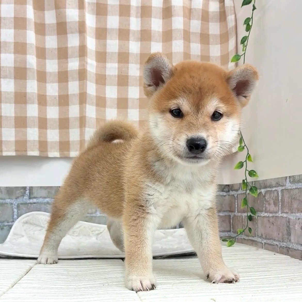 愛知県の柴犬(標準サイズ) (犬の家＆猫の里碧南店/2026年5月5日生まれ/男の子/赤)の子犬の3枚目の画像