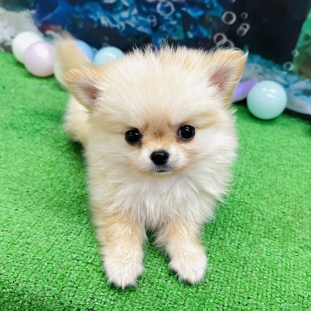 愛知県のポメチワ/チワポメ/ポメチー(ポメラニアン×チワワ) (犬の家＆猫の里名古屋天白店/2026年5月6日生まれ/男の子/クリーム)の子犬の1枚目の画像